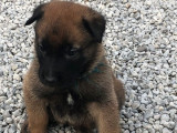 8 chiots Bergers Belges Malinois LOF à réserver