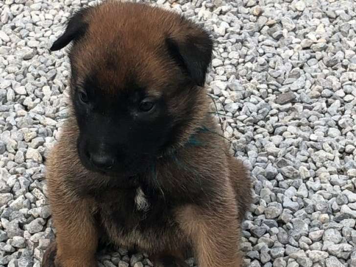 8 chiots Bergers Belges Malinois LOF à réserver