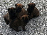 8 chiots Bergers Belges Malinois LOF à réserver