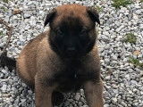 8 chiots Bergers Belges Malinois LOF à réserver
