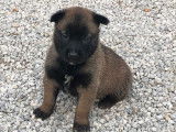 8 chiots Bergers Belges Malinois LOF à réserver