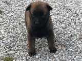 8 chiots Bergers Belges Malinois LOF à réserver