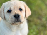 À vendre un chiot mâle Labrador Retriever sable (LOF)