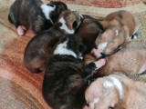 Des chiots Akita Inu à réserver (LOF)