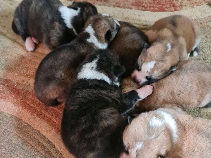 Des chiots Akita Inu à réserver (LOF)