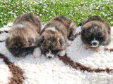 Des chiots Akita Inu à réserver (LOF)