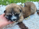 Des chiots Akita Inu à réserver (LOF)