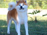 Des chiots Akita Inu à réserver (LOF)