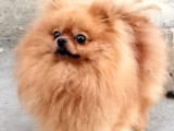 Chienne Spitz Allemand LOF de 4 ans à acheter