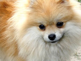 À vendre une chienne Spitz Allemand LOF fauve or de 4 ans