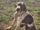 4 chiots mâles Braques Français disponibles à la vente (LOF)