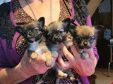 À réserver 3 chiots Chihuahuas (LOF)