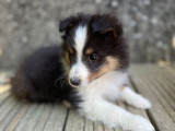 3 chiots Berger des Shetlands disponibles à l’achat (LOF)
