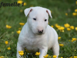 4 chiots Bull Terrier LOF à réserver