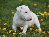 4 chiots Bull Terrier LOF à réserver