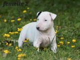4 chiots Bull Terrier LOF à réserver
