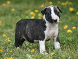 4 chiots Bull Terrier LOF à réserver