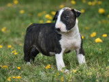 4 chiots Bull Terrier LOF à réserver