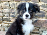 6 chiots Berger Australien LOF disponibles à la vente
