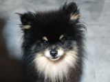 Saillie disponible pour un chien Spitz Nain black tan (LOF)