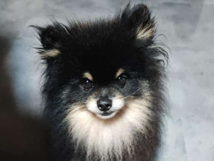 Saillie disponible pour un chien Spitz Nain black tan (LOF)