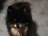 Saillie disponible pour un chien Spitz Nain black tan (LOF)