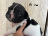 4 chiots Bouledogue Français LOF à réserver