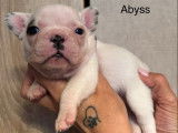 4 chiots Bouledogue Français LOF à réserver