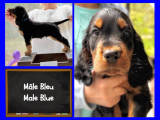 Chiot Setter Gordon à vendre