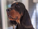 Chiot Setter Gordon à vendre