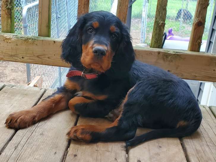 Chiot Setter Gordon à vendre