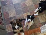 Chiots croisés Berger Autralien à vendre