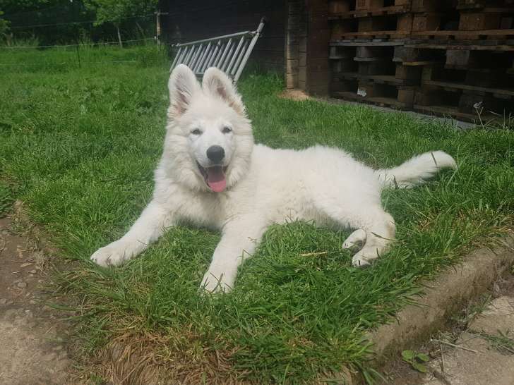 Chiots de race Berger Blanc Suisse à vendre (5 femelles & 5 mâles)