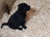Chiots Labrador Retriever noirs à vendre