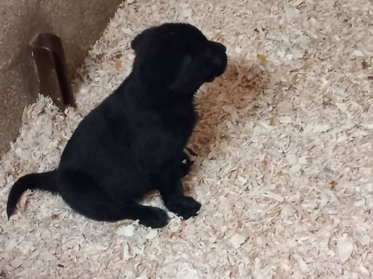 Chiots Labrador Retriever noirs à vendre