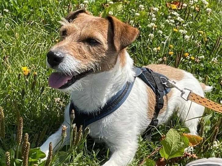Mâle Parson Russel Terrier disponible pour saillie