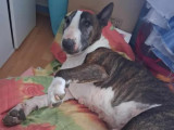 À adopter : chien Bull Terrier bringé