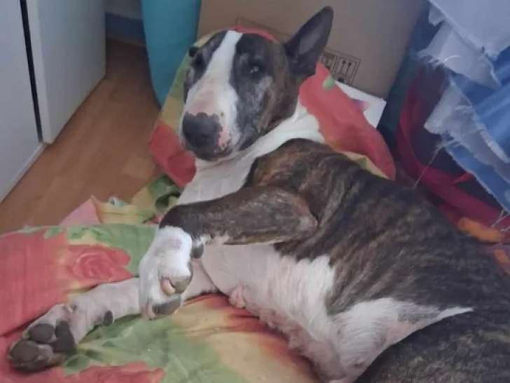 À adopter : chien Bull Terrier bringé