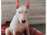 Disponible à l'adoption : chien Bull Terrier de 8 ans
