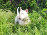 En attente d'adoption : chienne Bull Terrier blanche