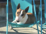 Prêt pour l’adoption : chien Bull Terrier Miniature de 7 ans