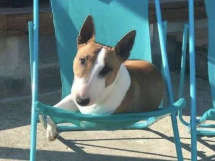 Prêt pour l’adoption : chien Bull Terrier Miniature de 7 ans