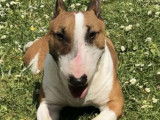 Prêt pour l’adoption : chien Bull Terrier Miniature de 7 ans
