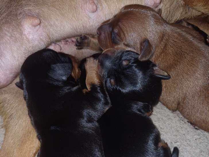 Chiots Pinscher Nain à vendre