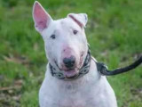 En attente d’un foyer : chien Bull Terrier de 10 ans