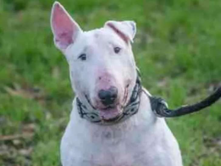 En attente d’un foyer : chien Bull Terrier de 10 ans