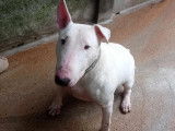 En attente d’un foyer : chien Bull Terrier de 10 ans
