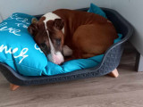 À accueillir : chien Bull Terrier âgé de 8 ans