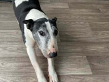 En quête d’un foyer : chien Bull Terrier noir et blanc