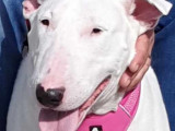 Adoption disponible : chienne Bull Terrier de 5 ans